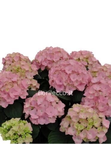 ortensia
