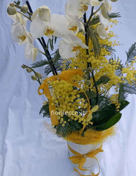 Orchidea, mimosa con cappelliera
