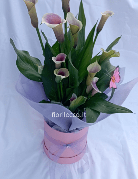 Calla in vaso con cappelliera