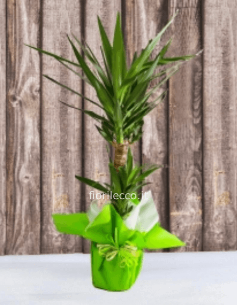 PIANTA