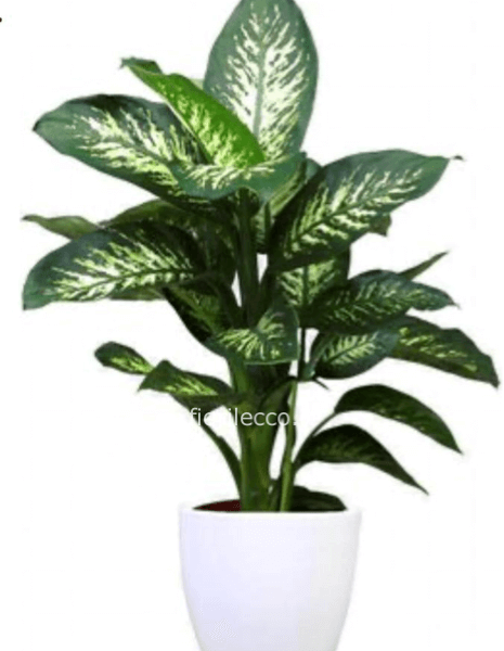 PIANTA DIEFFENBACHIA