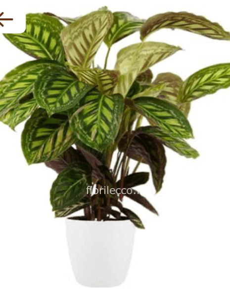 PIANTA VERDE CALATHEA