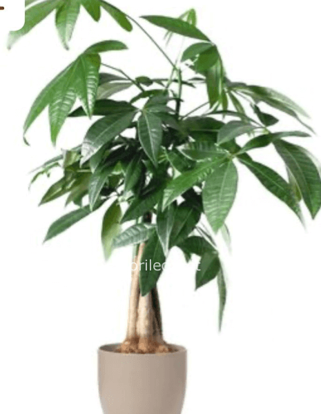 PIANTA