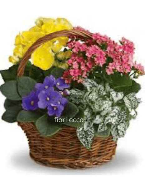 CESTO PIANTE FIORITE
