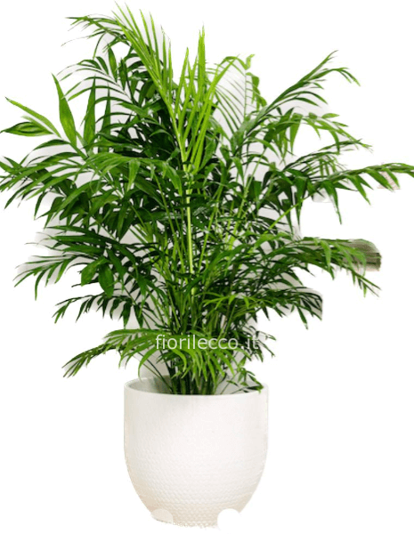 PIANTA DELLA FURTUNA