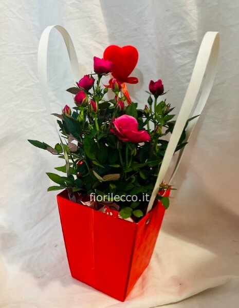 Rosellina in vaso