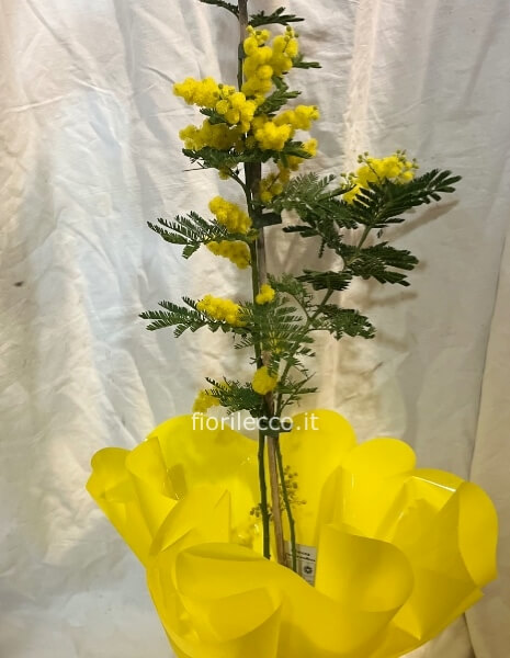 Pianta di mimosa
