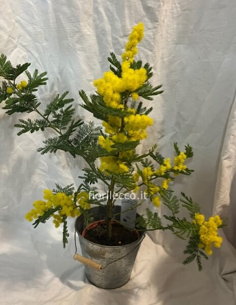 Pianta di mimosa ramificata