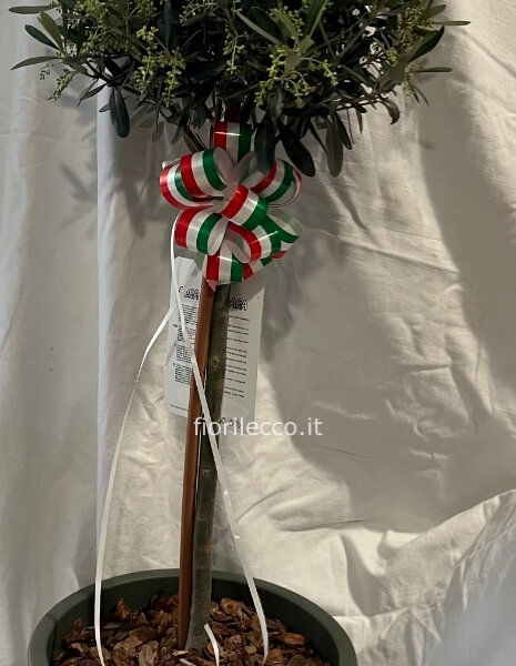 Pianta di ulivo a alberello