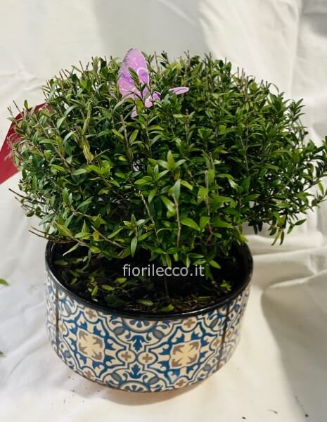 Bonsai mirtus