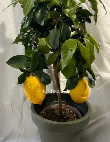 Pianta di limone 🍋