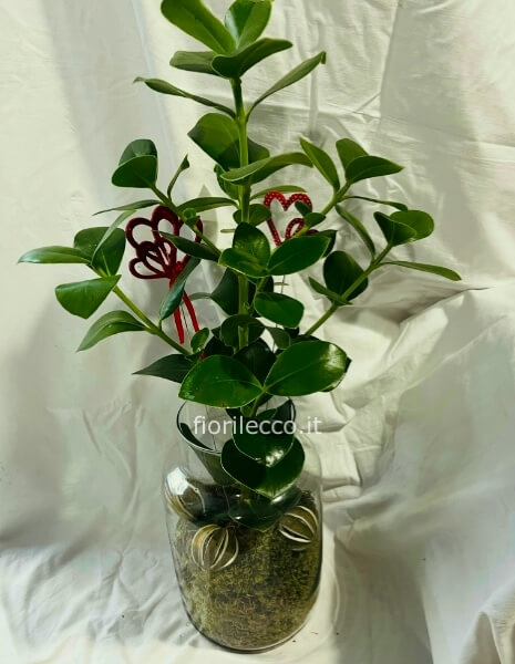 Pianta veneclusia rosea