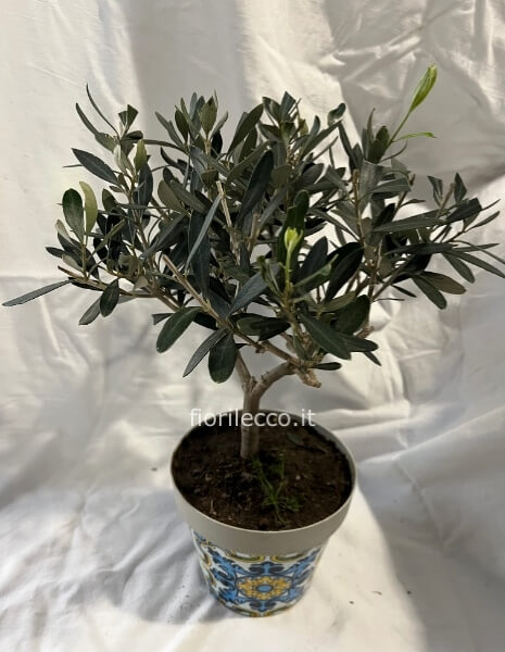 Bonsai di ulivo