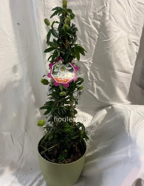 Pianta fi passiflora 