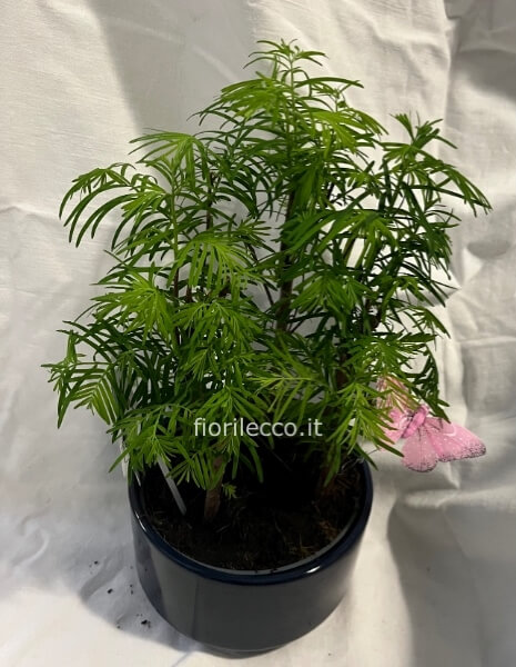 Bonsai