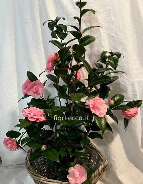 Pianta del camelia