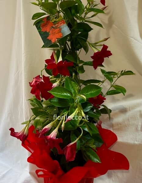 Sundavillea red
