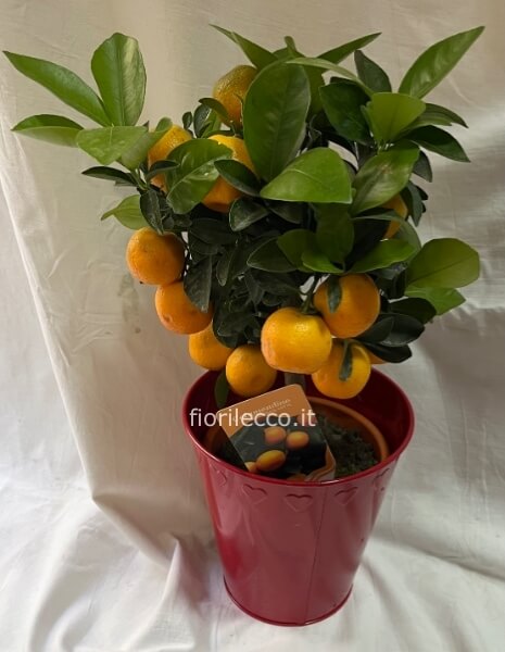 Calamondino bonsai