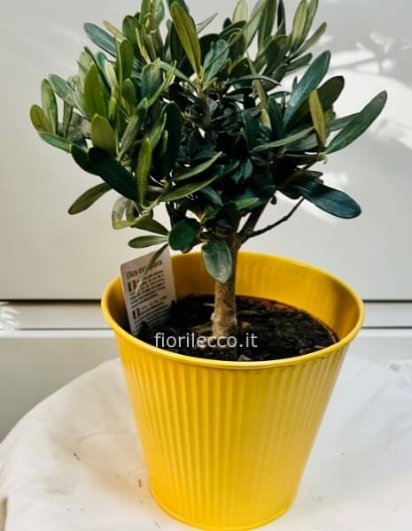 Bonsai di ulivo