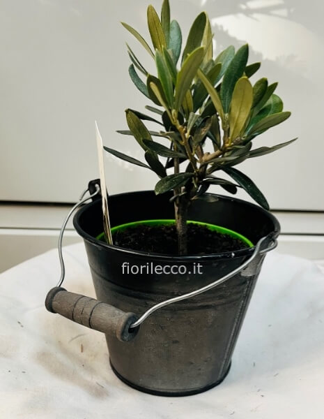 Bonsai ulivo