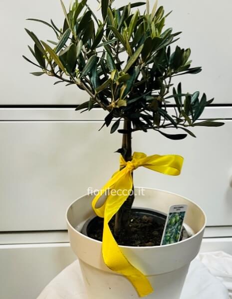 Bonsai di ulivo alberello