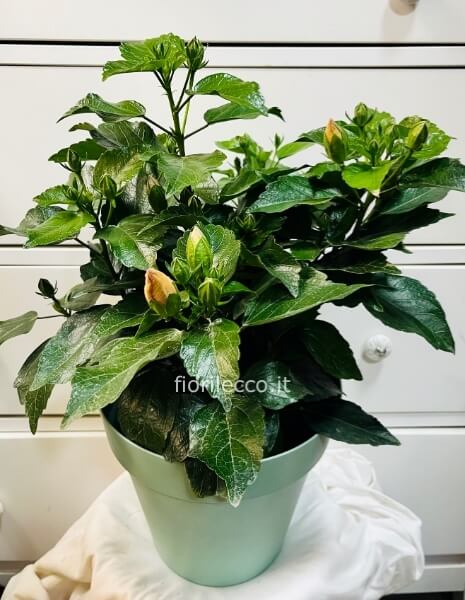Pianta di hibiscus