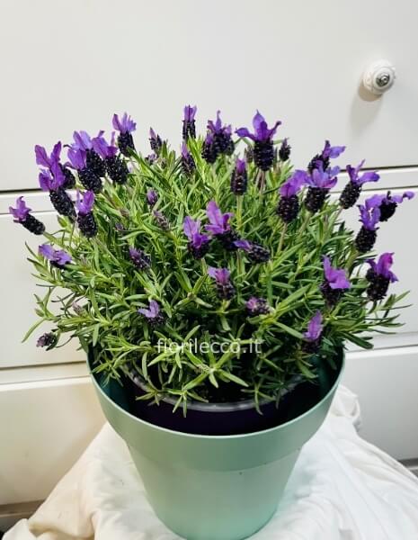 Pianta di lavanda