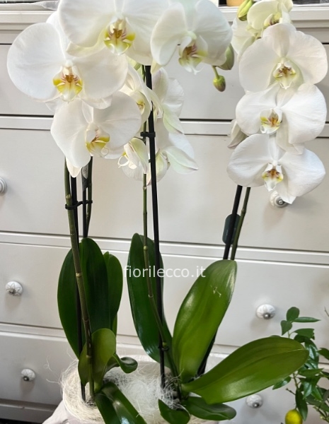 Composizione di orchidee
