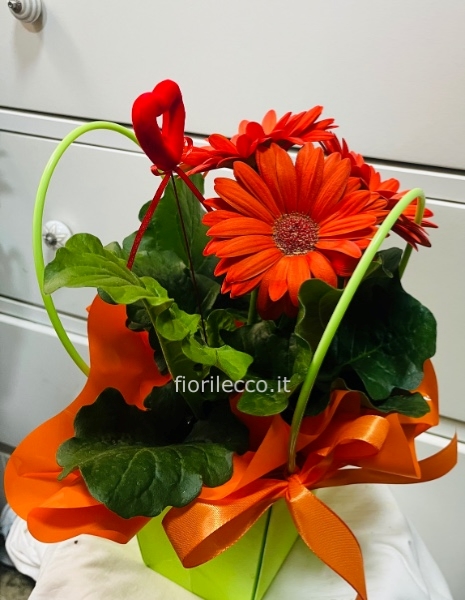 Pianta di gerbera