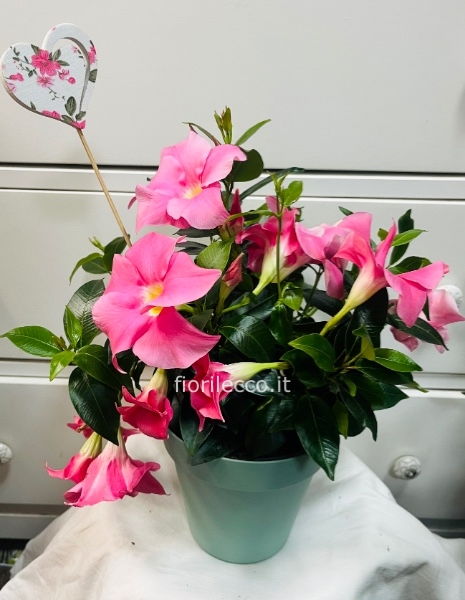 Pianta di dipladenia