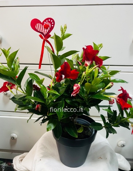Pianta di dipladenia rossa