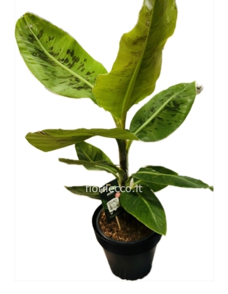 Pianta Banano Musa