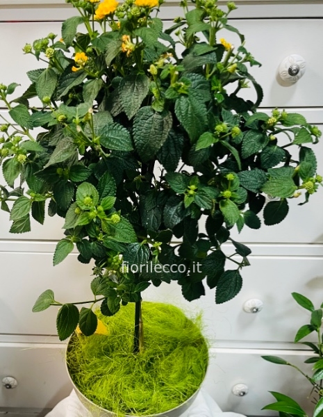 Pianta Lantana