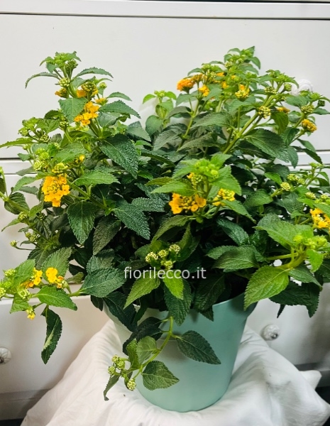 Pianta Lantana con portavaso