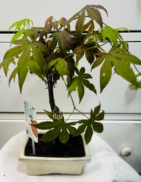 Bonsai acero