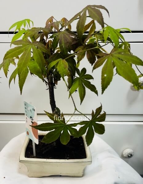 Bonsai acero
