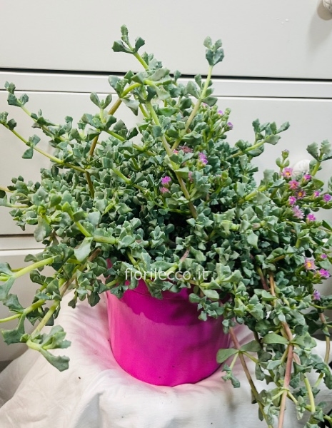Oscularia deltoides