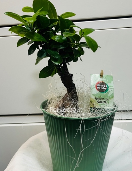 Bonsai ficus Ginseng