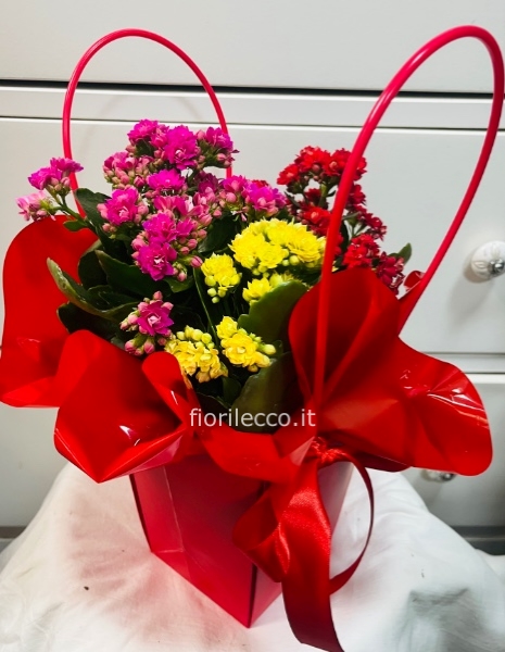 Kalanchoe con borsetta