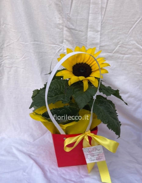 Pianta di girasole con borsetta