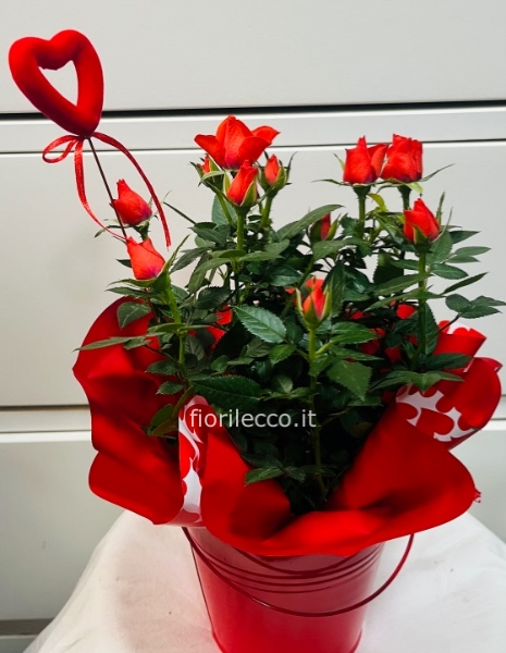 Pianta di rosellina con coprivano