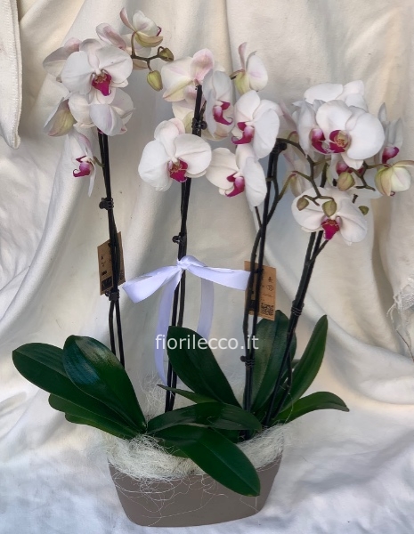 Composizione orchidea 