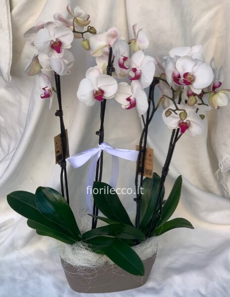 Composizione orchidea