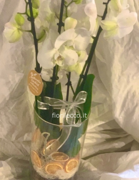 Orchidea in vaso di vetro 